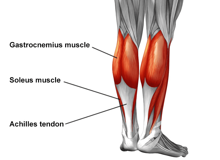 achilles tendon