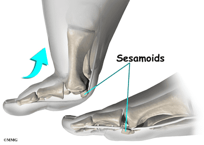 sesamoids